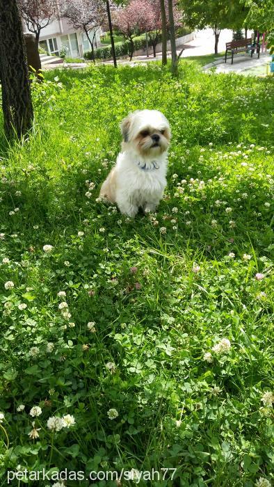 fındık Erkek Shih-Tzu