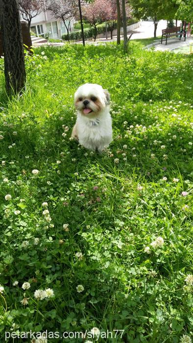 fındık Erkek Shih-Tzu