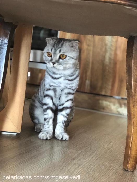 İvan Erkek Scottish Fold