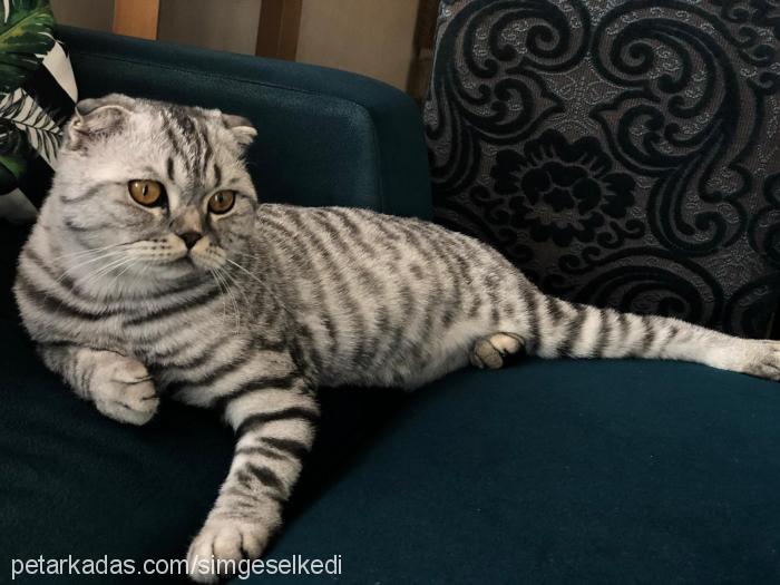 İvan Erkek Scottish Fold