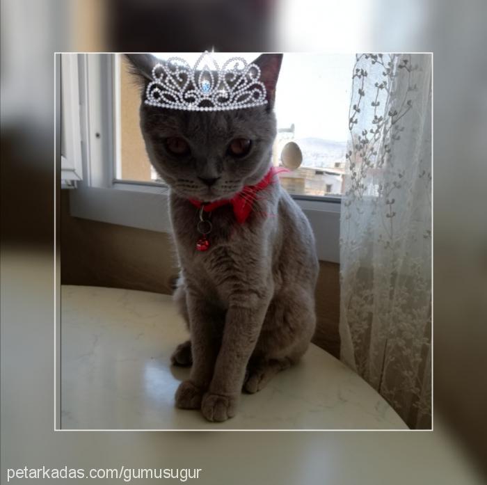 lena Dişi British Shorthair