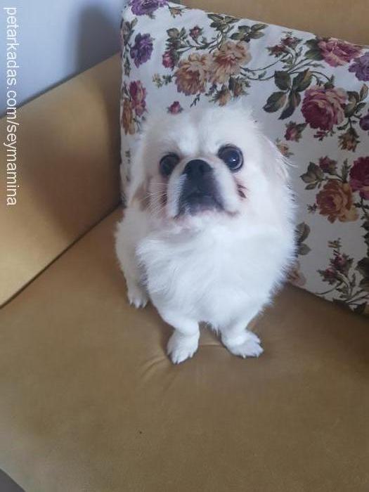 alex Erkek Pekingese