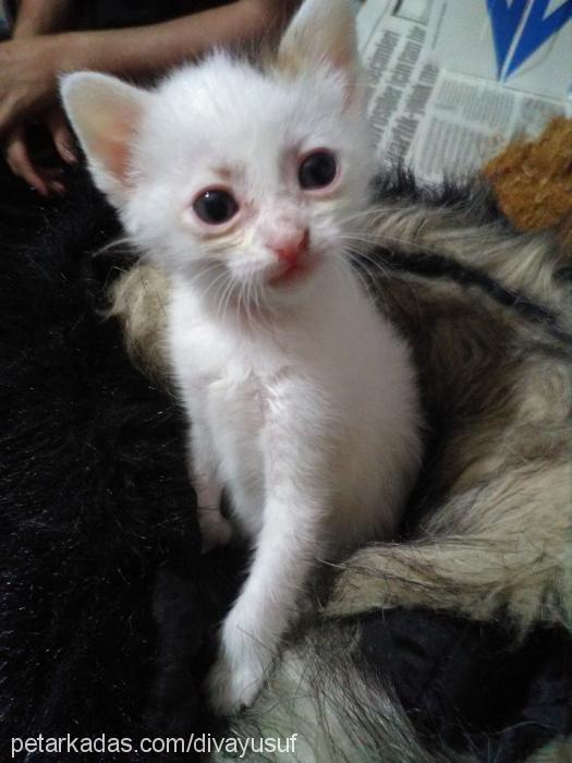 gümüş Dişi Scottish Fold