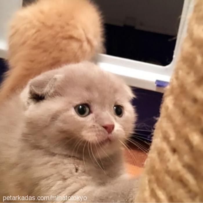 tokyo Dişi Scottish Fold