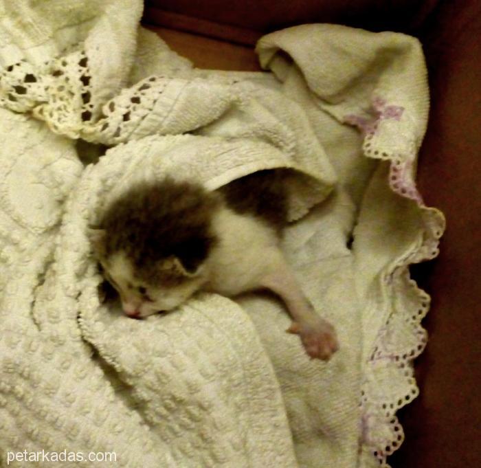 İki Yeni Doğan Yavru Kediye Yuva Arıyorum. Anneleri Ölmüş, B, Ücretsiz