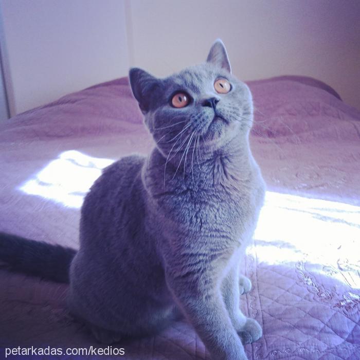 osman Erkek British Shorthair