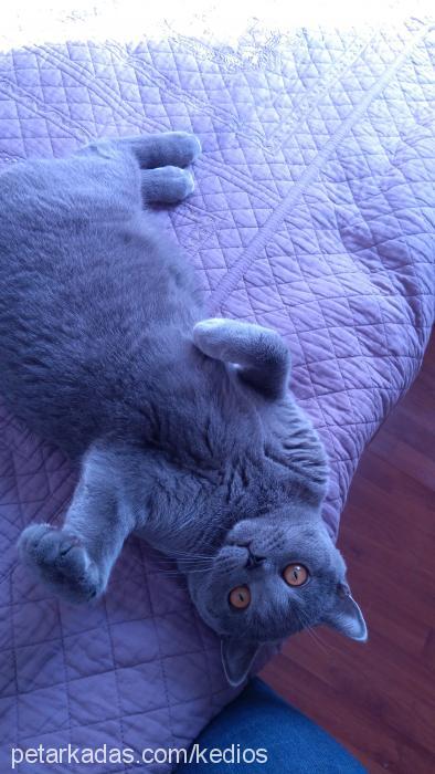 osman Erkek British Shorthair