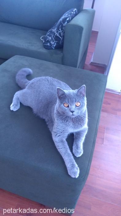 osman Erkek British Shorthair