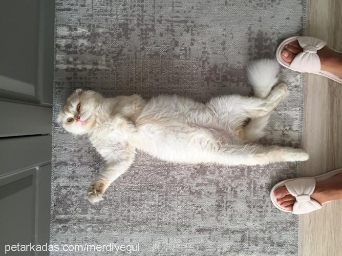 Şans Erkek Scottish Fold