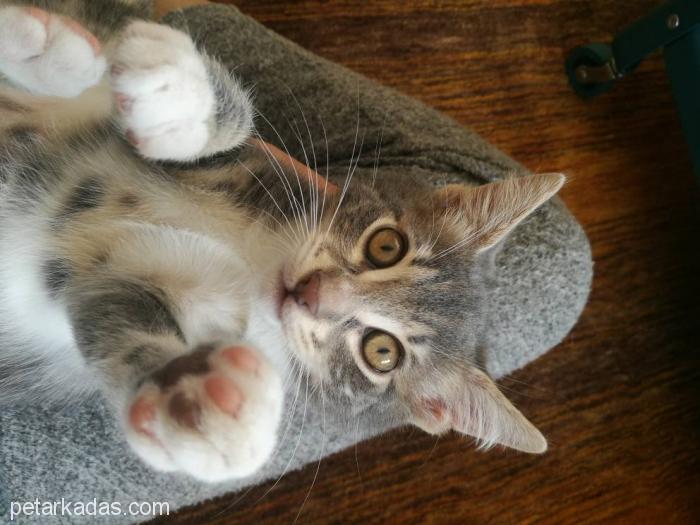 3 Aylık Sevimli Erkek Kedi Acil Yuva Arı, Ücretsiz Kedi, Bolu
