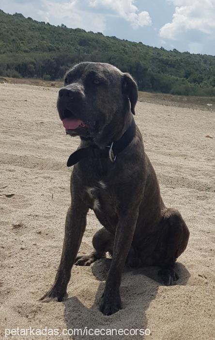 ice Erkek Cane Corso Italiano