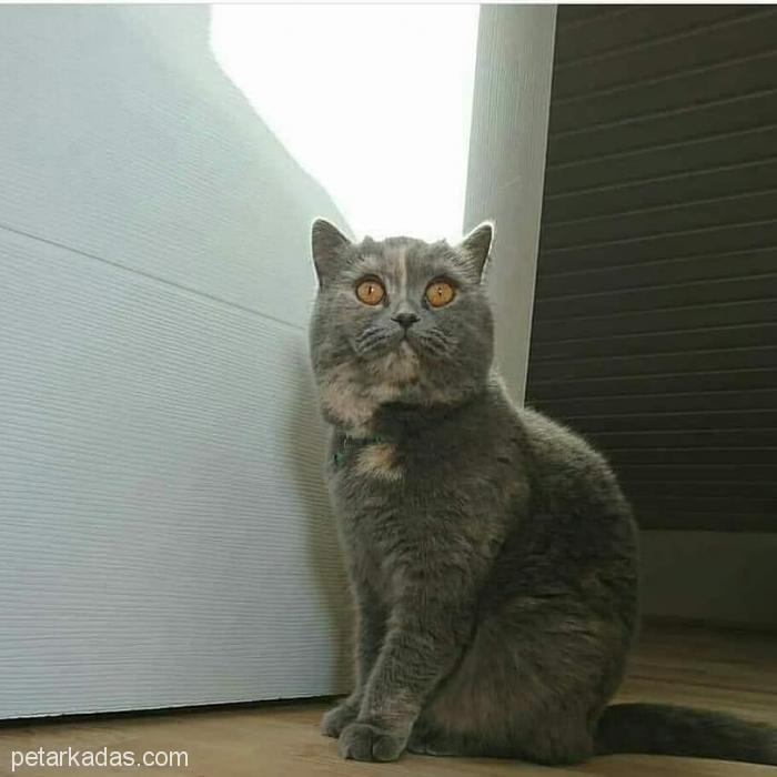 Orj. Brıtısh Yuva Arıyo, Ücretsiz Kedi, Ankara