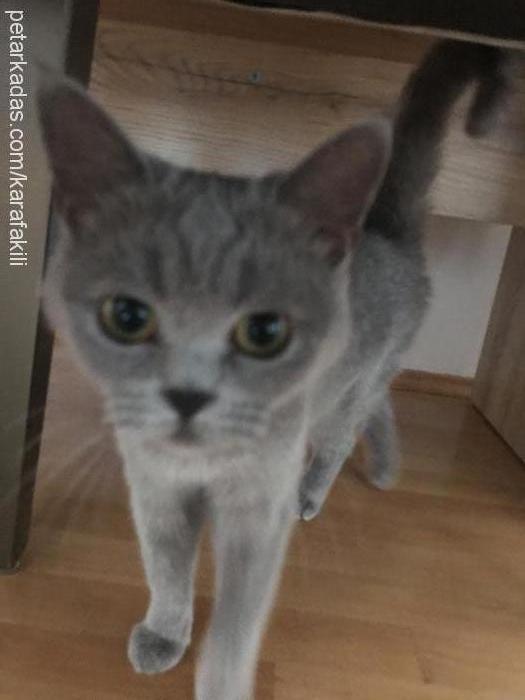 venüs Dişi British Shorthair