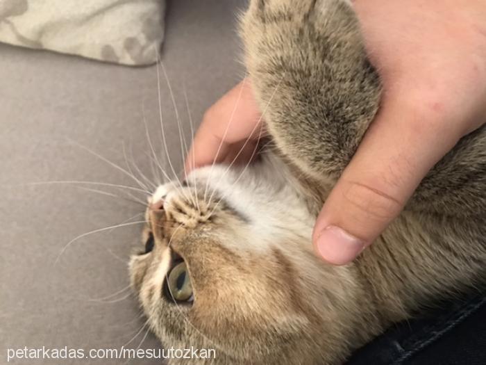 tesla Erkek British Shorthair