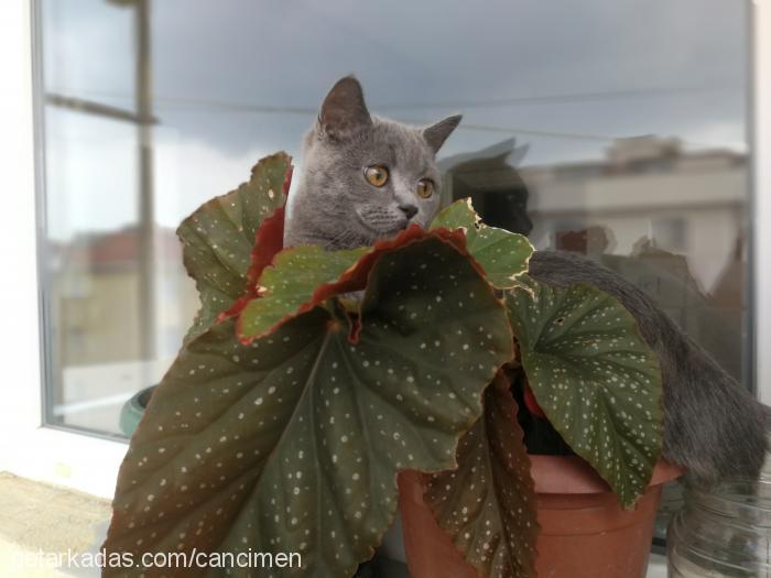 can Erkek British Shorthair