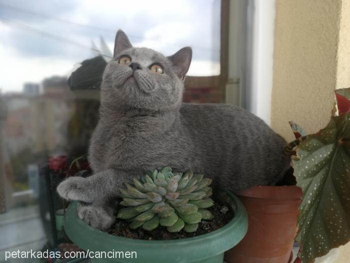 can Erkek British Shorthair