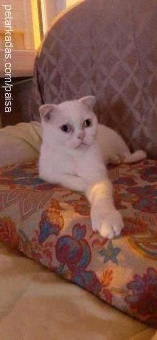 maya Dişi British Shorthair