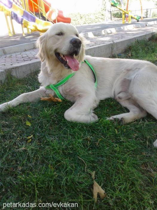 tekİla Erkek Golden Retriever