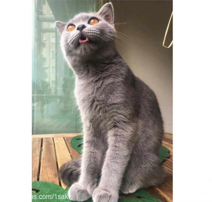 Şak Erkek British Shorthair