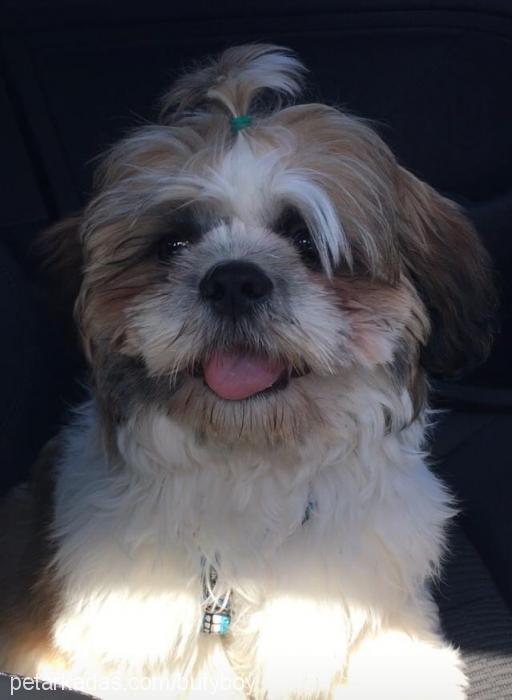 bufy Erkek Shih-Tzu