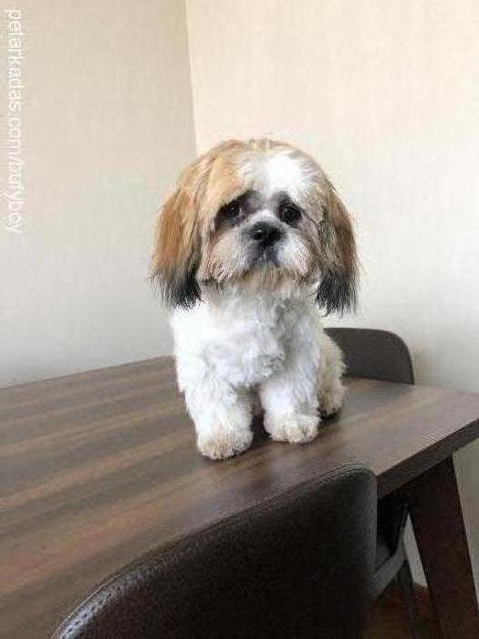 bufy Erkek Shih-Tzu