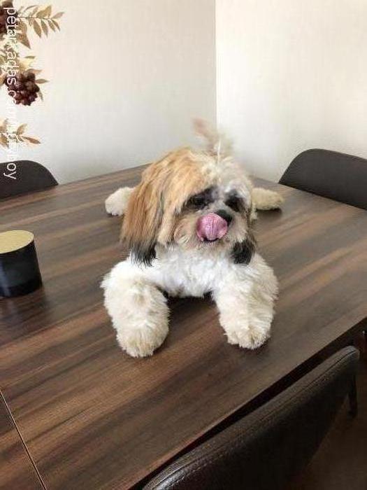 bufy Erkek Shih-Tzu