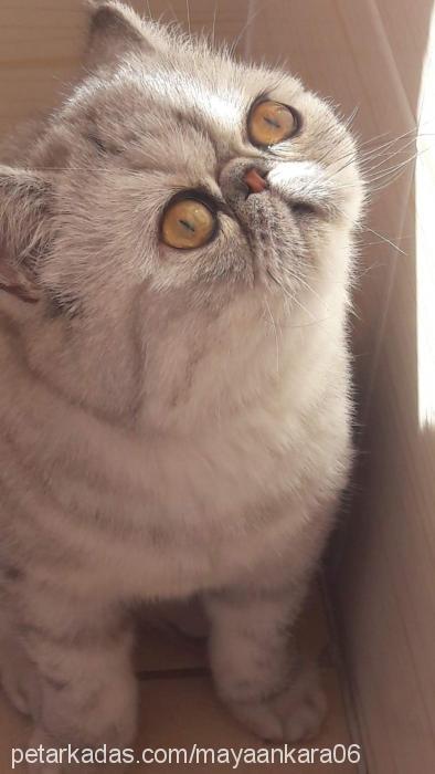 mayaankara06 Dişi Exotic Shorthair