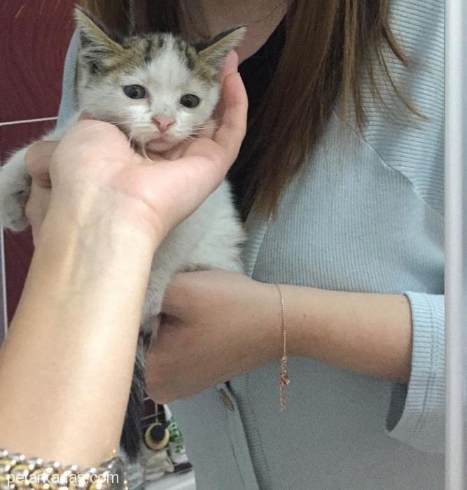 Yavru Beyaz Sahiplendirilecek 1,5 Aylık Ked, Ücretsiz Kedi, İzmir