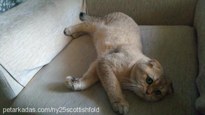 haydar Erkek Scottish Fold