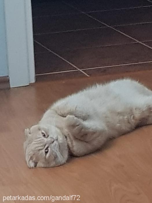 mars Erkek Scottish Fold