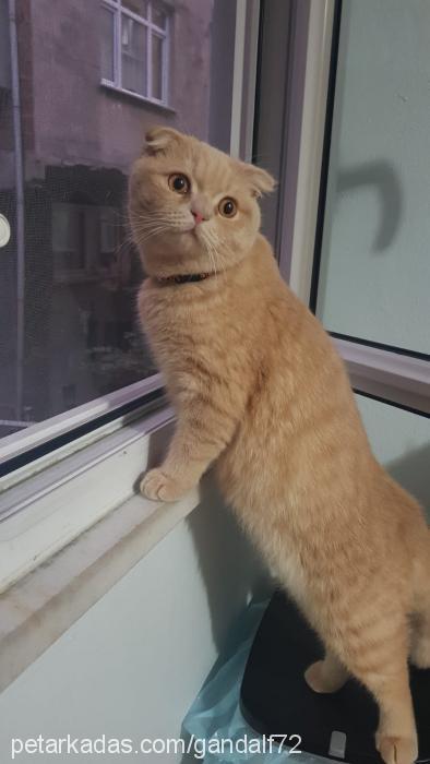 mars Erkek Scottish Fold