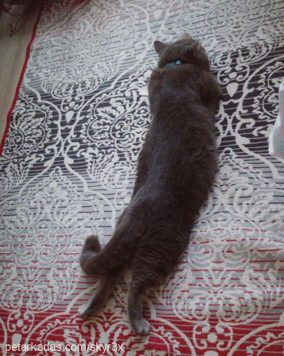 berduş Erkek British Shorthair