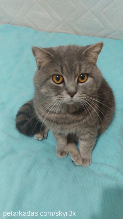 berduş Erkek British Shorthair