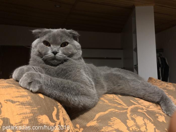 hÜgo Erkek Scottish Fold