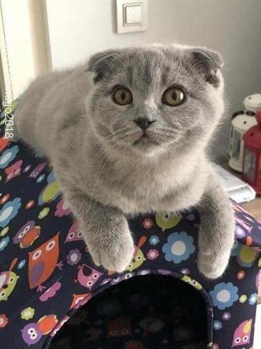 hÜgo Erkek Scottish Fold