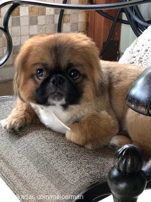 dobby Erkek Pekingese