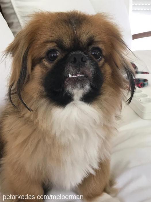 dobby Erkek Pekingese