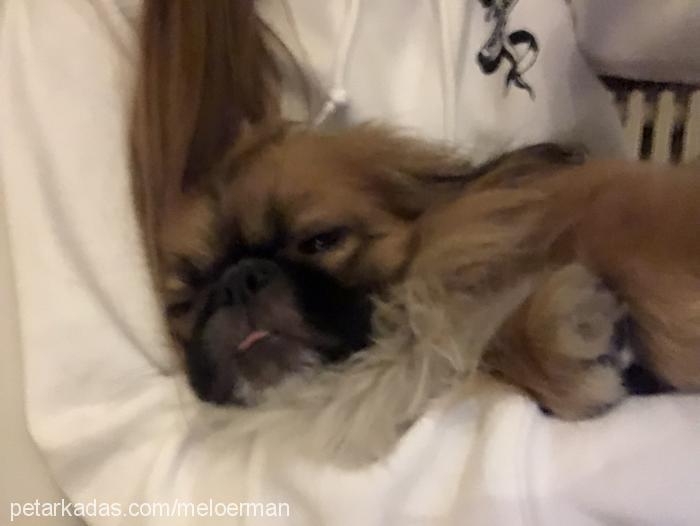 dobby Erkek Pekingese