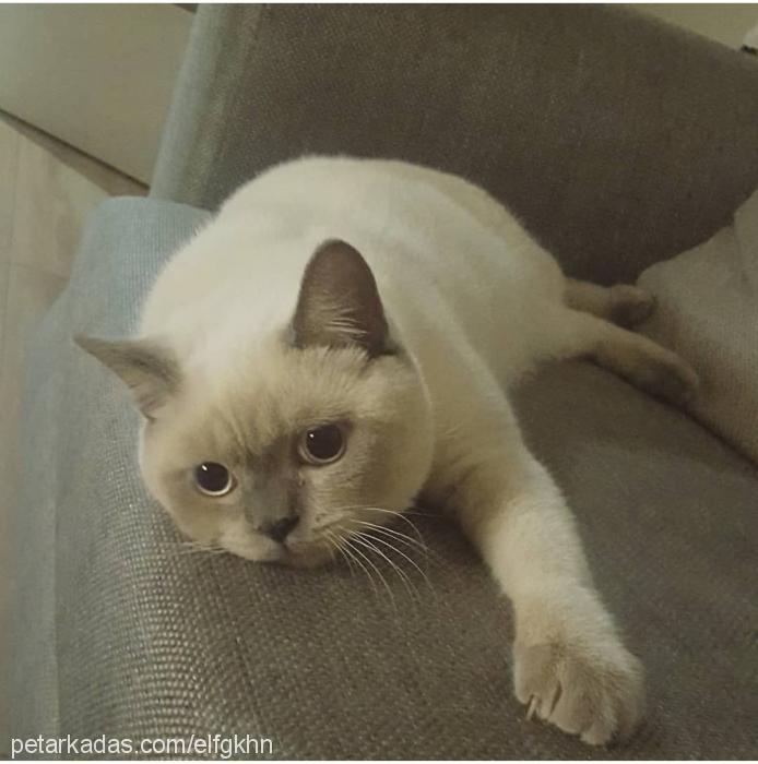 balIm Erkek British Shorthair