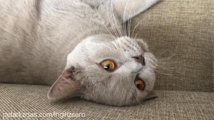 Şerafettinşero Erkek British Shorthair