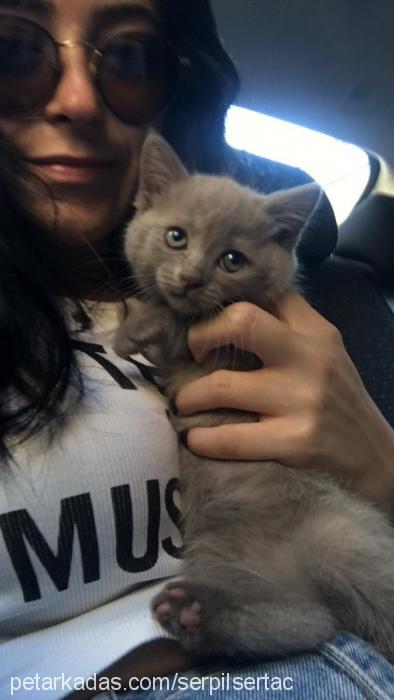 lily Dişi British Shorthair