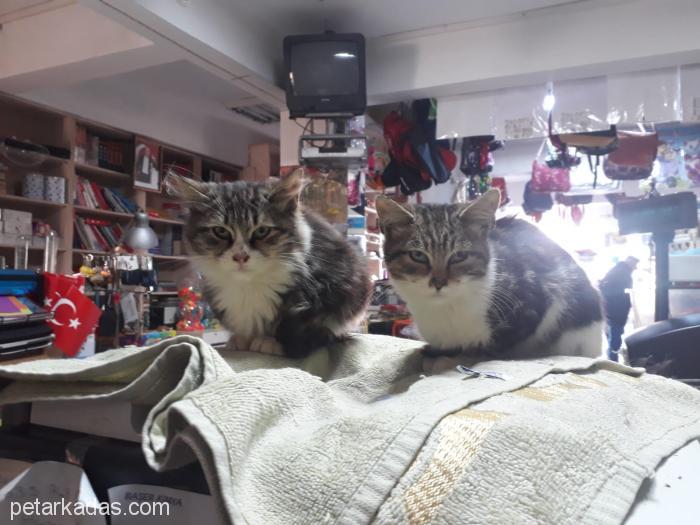 5 Yavru Kedi 4 Aylık, , Ücretsiz Kedi, İstanbul