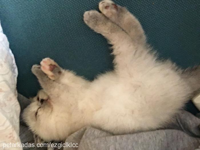 venüs Dişi Scottish Fold