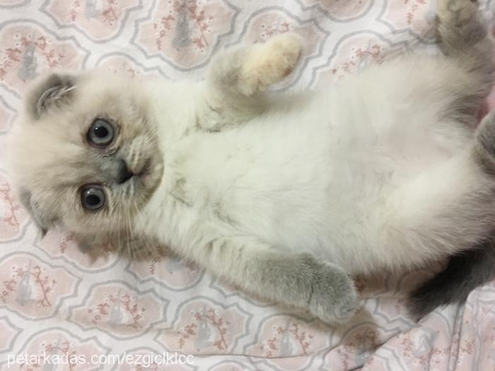 venüs Dişi Scottish Fold