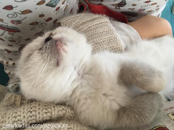 venüs Dişi Scottish Fold