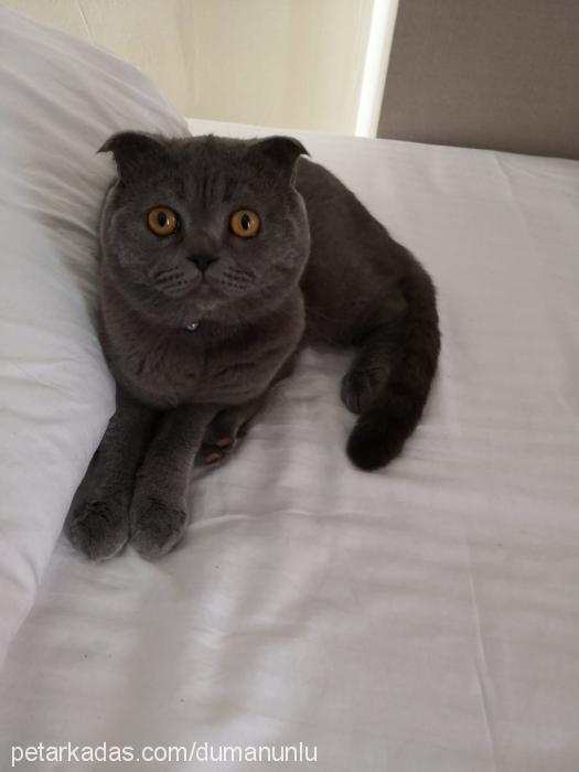 duman Erkek Scottish Fold