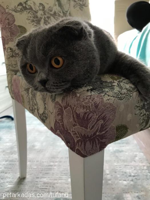 lokum Dişi British Shorthair