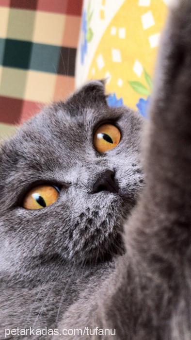 lokum Dişi British Shorthair