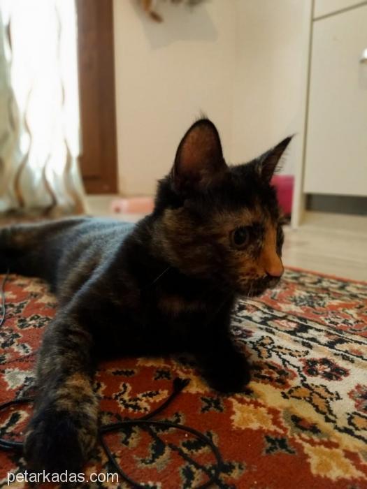 Acil Yuva Aranıyo, Ücretsiz Kedi, İzmir