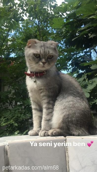 eyşan Dişi Scottish Fold